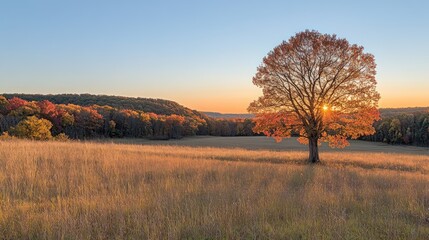 Solitary autumn tree silhouetted against a sunset over a field.