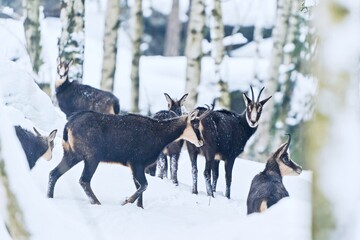 A herd of Chamois in snowy winter forest. Rupicapra rupicapra. Wildlife scene in winter woodland. 
