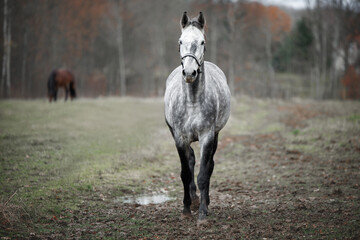 grey dapple horse walking on a meadow in autumn