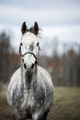 close up portrait of a grey dapple horse in a halter outdoors