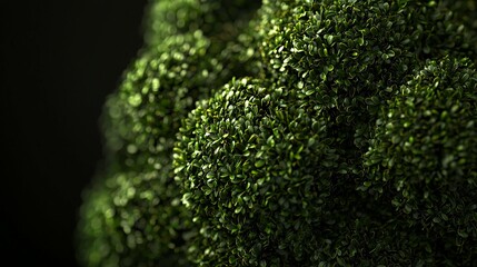 A beautifully shaped topiary bush is highlighted in a close-up, revealing intricate leaf and branch details under soft studio lighting for an artistic effect.