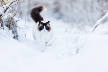 A blue-eyed ragdoll cat walks through a snowy winter landscape