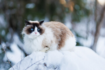 Ragdoll cat in the snow