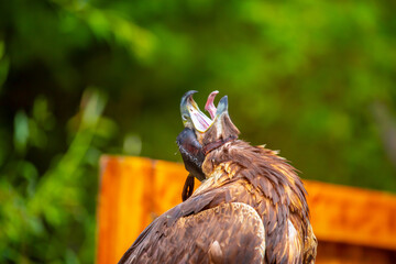 Close-up of a golden eagle wearing a cap covering its eyes. An eagle sits on a perch against a backdrop of green mountains. A bird of prey hunts for its prey. Falconry. National tradition of Asia.