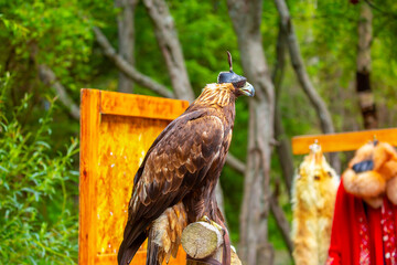Close-up of a golden eagle wearing a cap covering its eyes. An eagle sits on a perch against a backdrop of green mountains. A bird of prey hunts for its prey. Falconry. National tradition of Asia.