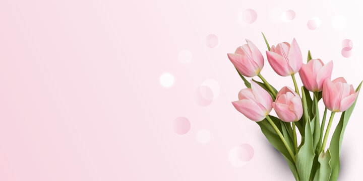 Pink tulips on a pink background