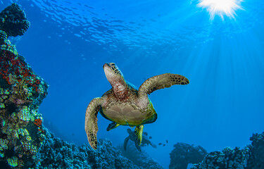 Sea turtle underwater