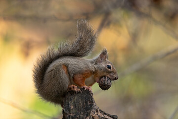 木の上で木の実を食べるニホンリス