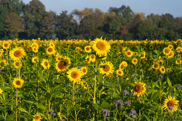 Obraz premium Feld mit blühenden Sonnenblumen (Helianthus annuus), Nordrhein-Westfalen, Deutschland, Europa