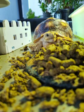 Baby tortoise with their foods and mini white fence in background