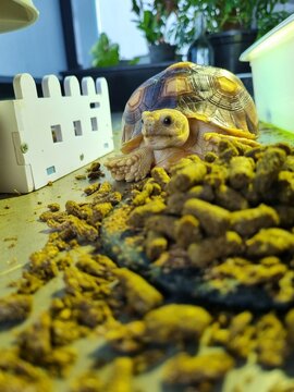 Baby tortoise with their foods and mini white fence in background