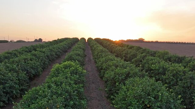 Aerial footage of expansive citrus orchards with neatly arranged rows of orange, lemon, and grapefruit trees. The video captures the vibrant greenery and the organized beauty of citrus farming in a ru
