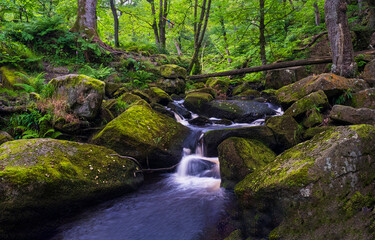 Fototapeta premium River waterfall in mossy forest