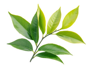 Fototapeta premium High-Quality PNG Green tea leaf Isolated on White Background – High Resolution