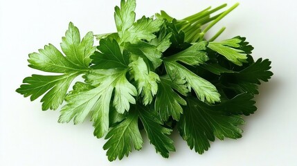 Fototapeta premium Fresh Green Parsley Leaves Bunch Sprigs