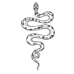 Obraz premium Snake sketch isolated on white background. Vintage animal vector illustration.
