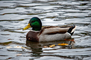Obraz premium Stockente schwimmt auf einem See im Herbst