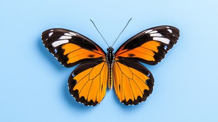 Obraz premium A butterfly with bright wings delicately floats, set against a white backdrop.