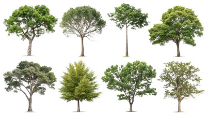 Obraz premium Diverse Tree Varieties in Various Stages of Growth