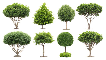 Various Types of Green Trees for Natural Landscapes