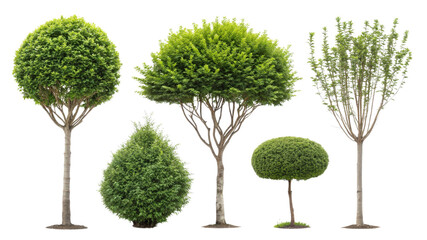 Diverse Tree Varieties for Landscape Design and Nature Use