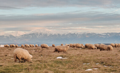 Obraz premium Flock of sheep grazing peacefully in a vast field, majestic snow-capped mountains forming a stunning backdrop. Serene landscape photography. Sibiu, Romania