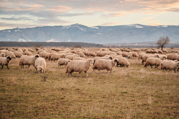 Fototapeta premium Large flock of sheep grazes peacefully in a vast field, with a stunning mountain range in the background. Golden hour light bathes the scene, creating a tranquil and idyllic atmosphere. Sibiu, Romania
