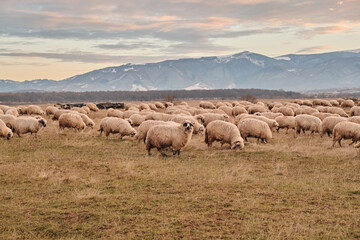Fototapeta premium Flock of sheep grazing peacefully in a vast field, with majestic snow-capped mountains in the background. Serene landscape photography. Sibiu, Romania