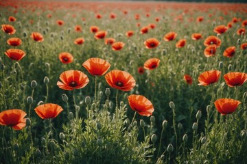 Obraz premium Poppies blooming in countryside meadow