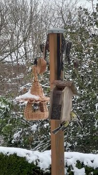 ballet de m&eacute;sanges en hiver sous la neige