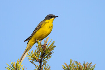 blue-headed wagtail