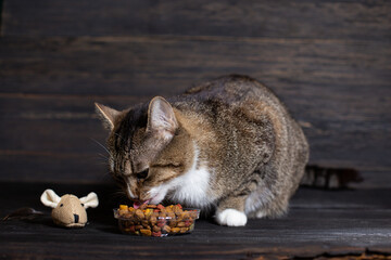 A young cat eats dry food close up