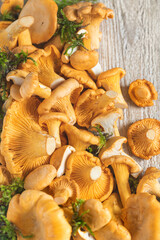 Pieprznik jadalny (kurki), grzybobranie, zbiór na drewnianym tle. © Dorota