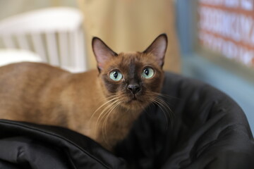 cat on the table