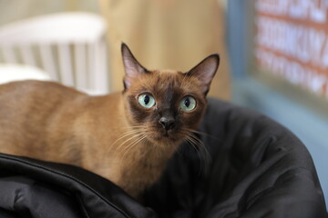 portrait of a cat