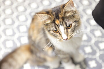 portrait of a cat