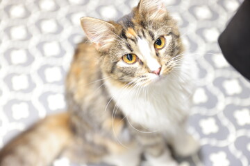 cat with eyes