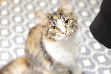 portrait of a cat