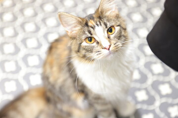 portrait of a cat
