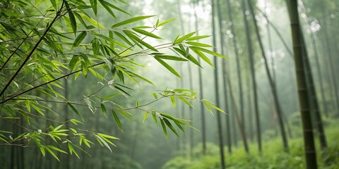 Naklejka premium Softly blowing breeze rustling bamboo leaves in the forest, bamboo, landscape, forest