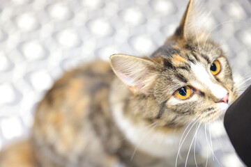portrait of a cat