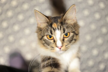 portrait of a cat