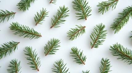 Green pine sprigs arranged on a white background