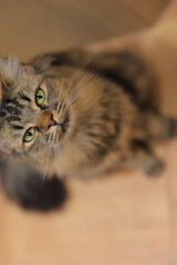 cat