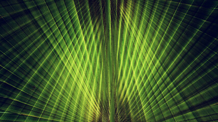 Fototapeta premium Abstract image of nature pattern of palm leaves. vivid colors and lines