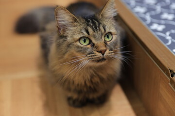 portrait of a cat