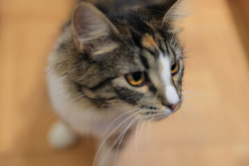 portrait of a cat