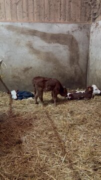 Veaux nouveaux n&eacute;s dans une &eacute;table