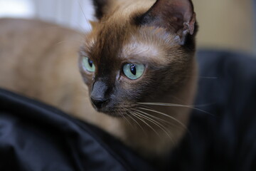 portrait of a cat