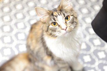 portrait of a cat
